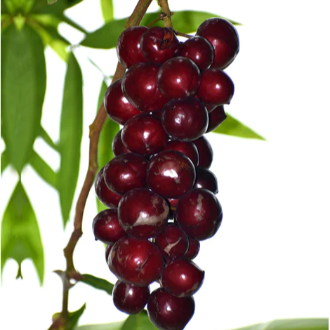 Terengganu Cherry (Lepisanthes alata) - Seedling - LIVE PLANT