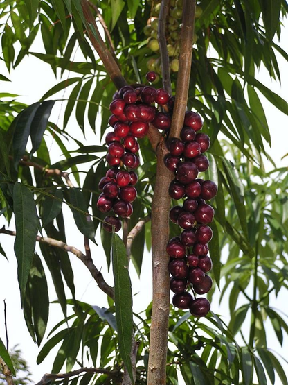 Terengganu Cherry (Lepisanthes alata) - Seedling - LIVE PLANT