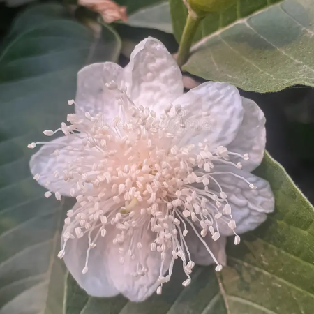 Thai Pink Guava (Psidium guajava) - Grafted - LIVE PLANT