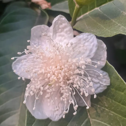 Thai Pink Guava (Psidium guajava) - Grafted - LIVE PLANT