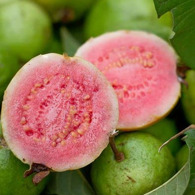 Thai Pink Guava (Psidium guajava) - Grafted - LIVE PLANT