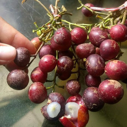 Trenggulam (Protium javanicum) - Seedling - LIVE PLANT