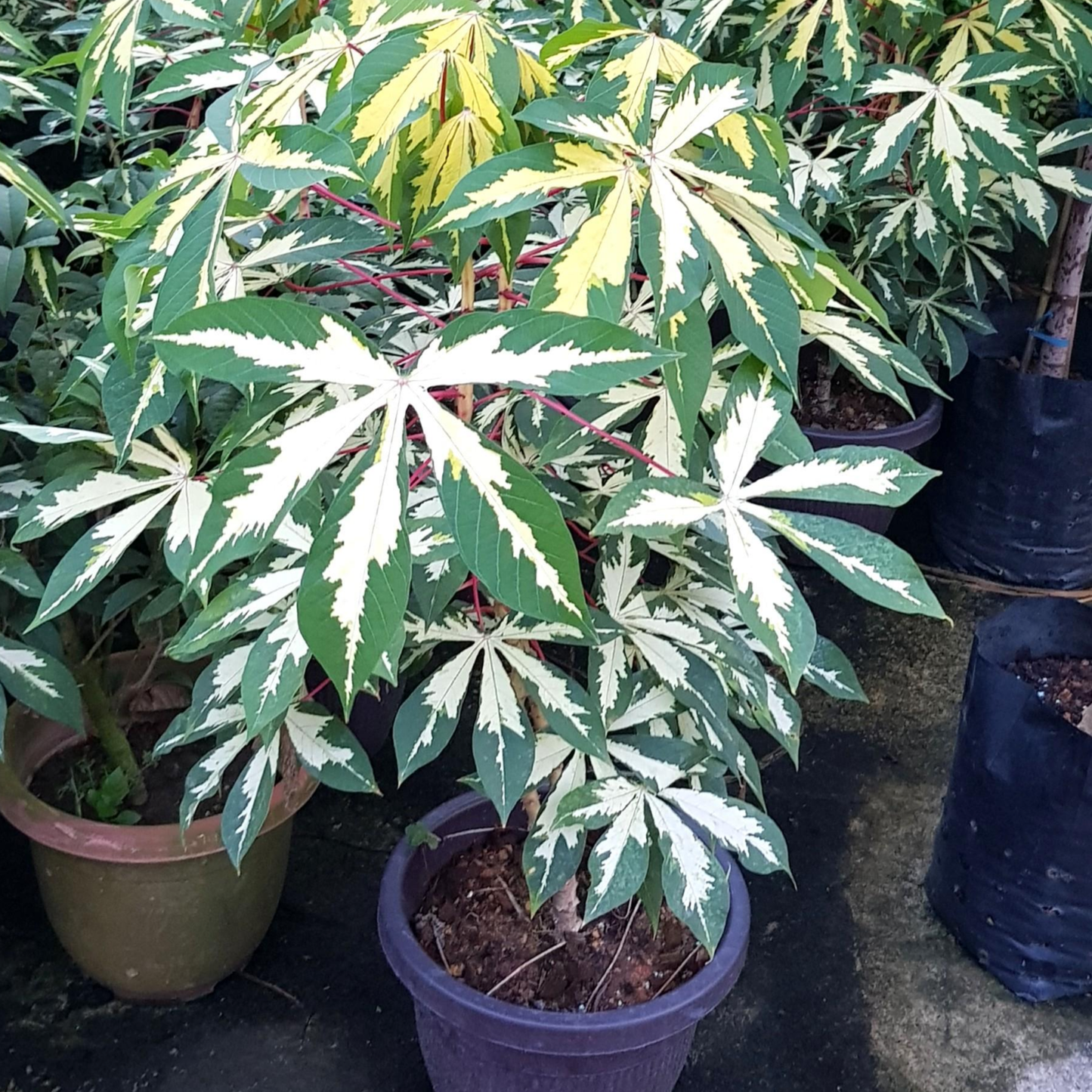 Variegated Cassava (Manihot esculenta) - Air Layer - LIVE PLANT