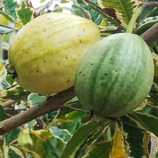 Variegated Guava (Psidium guajava) - Grafted - LIVE PLANT