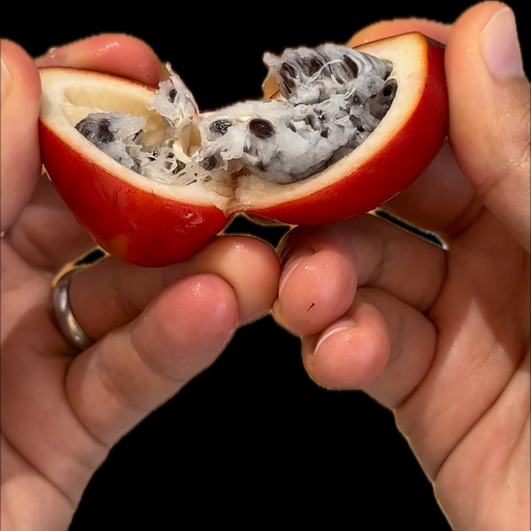 Wild Cardamom - FRUIT