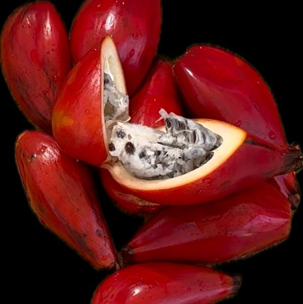 Wild Cardamom - FRUIT