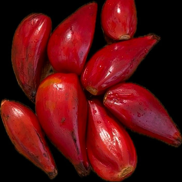 Wild Cardamom - FRUIT
