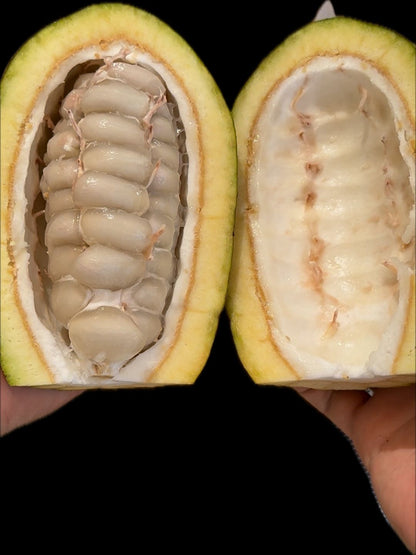Cocoa - FRUIT