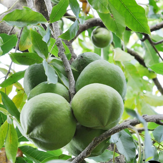 White Sapote (Casimiroa edulis) - Seedling - LIVE PLANT