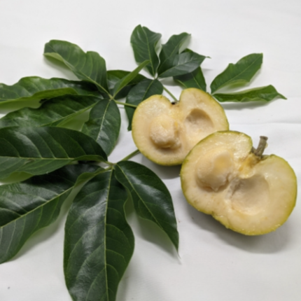 White Sapote fruit with creamy pale flesh
