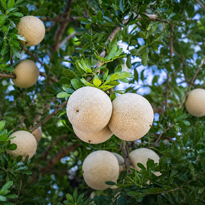 Wood Apple (Limonia acidissima) - Seedling - LIVE PLANT