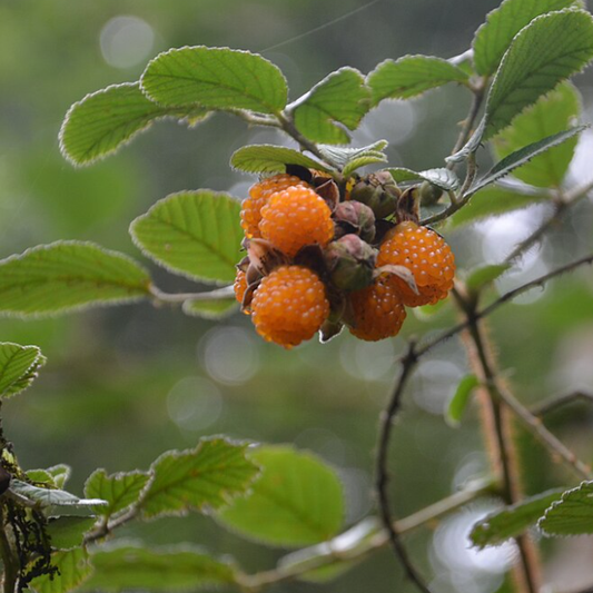 Yellow Himalayan Raspberry (Rubus ellipticus) - Seedling - LIVE PLANT