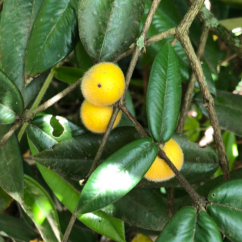 Yellow Jaboticaba (Myrciaria glazioviana) - Seedling - LIVE PLANT