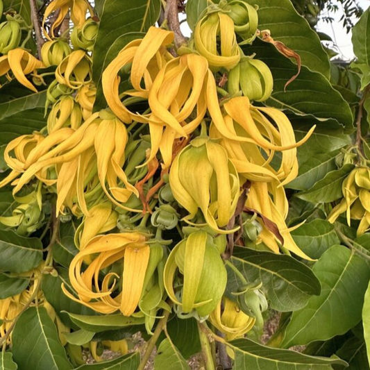 Ylang Ylang (Cananga odorata) - Air Layer - LIVE PLANT