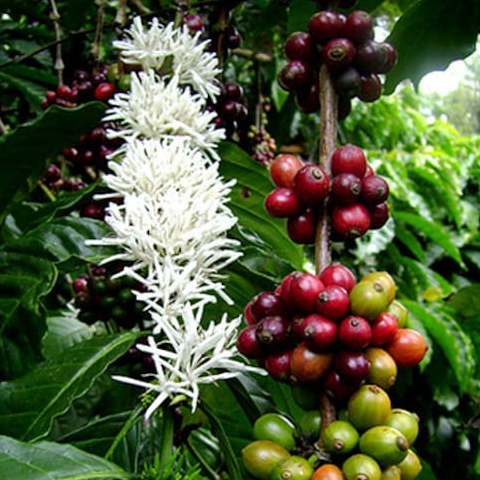 Arabica Coffee (Coffea arabica) - Air Layer - LIVE PLANT