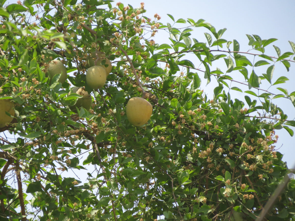 Bael (Aegle marmelos) fruit, flowers and trifoliate leaves on a tree; photograph by Forestowlet, CC0
