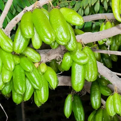 Bilimbi (Averrhoa bilimbi) - Air Layer - LIVE PLANT