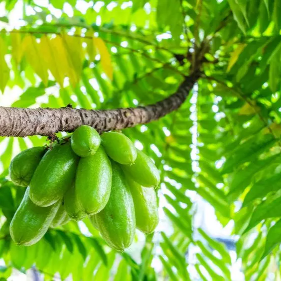 Bilimbi (Averrhoa bilimbi) - Air Layer - LIVE PLANT