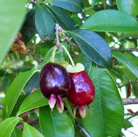 Cherry of the Rio Grande (Eugenia involucrata) - Seedling - LIVE PLANT