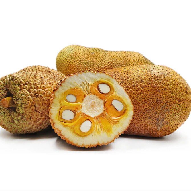 Cempedak 'Durian variety' (Artocarpus integer) - Grafted - LIVE PLANT