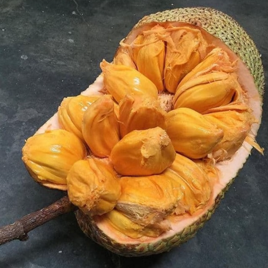 Cempedak 'Durian variety' (Artocarpus integer) - Grafted - LIVE PLANT