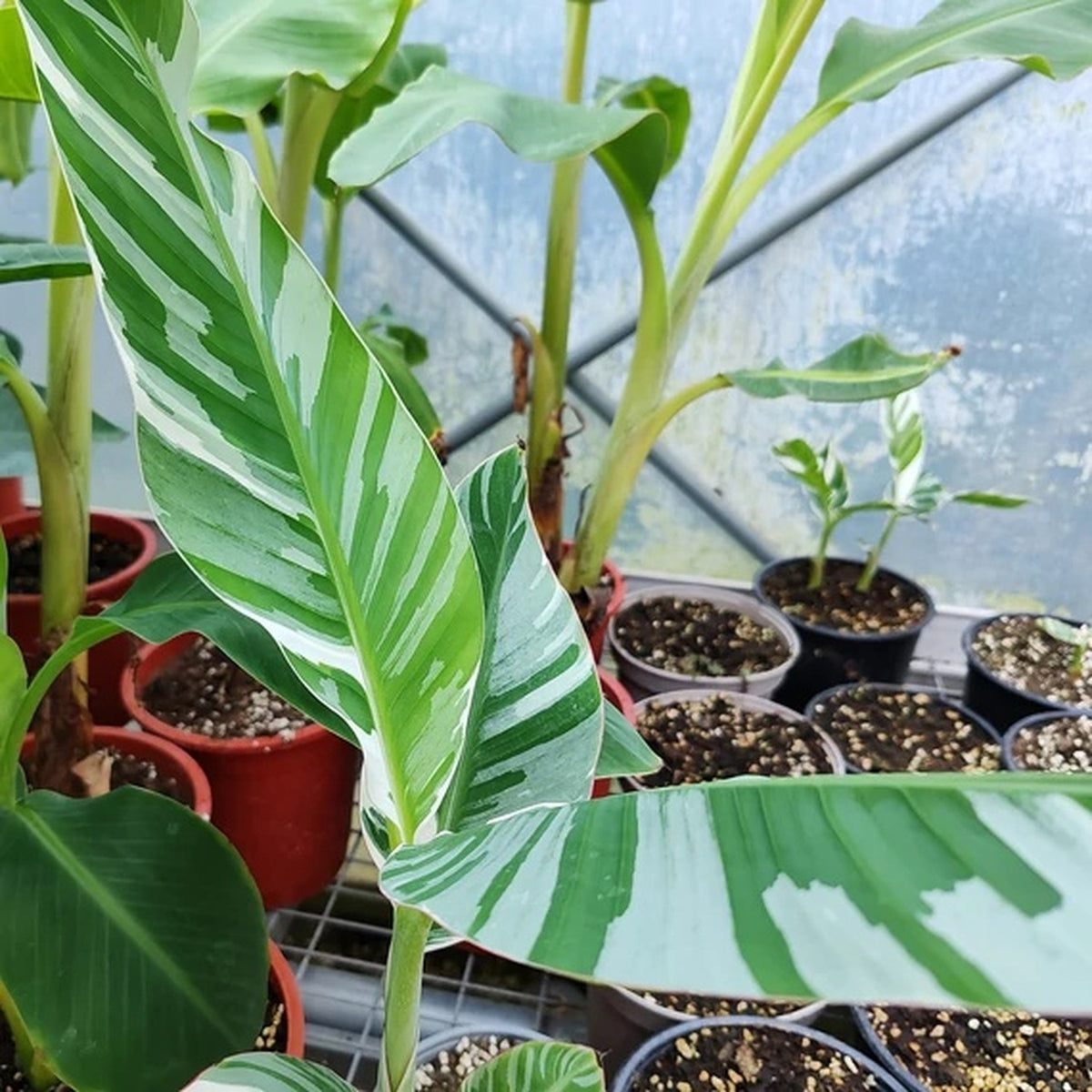 Florida variegated banana foliage and young plants