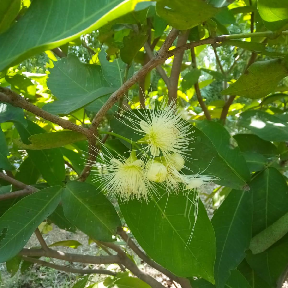 Water Apple ‘Green Giant’ (Syzygium aqueum) - Air Layer - LIVE PLANT