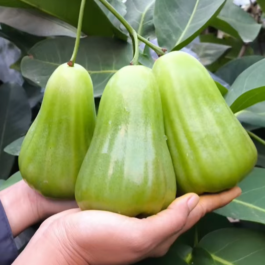 Water Apple ‘Green Giant’ (Syzygium aqueum) - Air Layer - LIVE PLANT