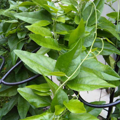 Green Grass Jelly (Cyclea barbata) - Seedling - LIVE PLANT