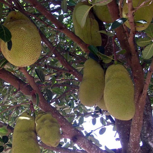 Jackfruit 'Uganda Variety' (Artocarpus Heterophyllus) - Seedling - LIVE PLANT