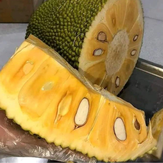 Jackfruit 'Uganda Variety' (Artocarpus Heterophyllus) - Seedling - LIVE PLANT