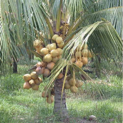 Kopyor Coconut (Cocos nucifera var. kopyor) - Seedling - LIVE PLANT