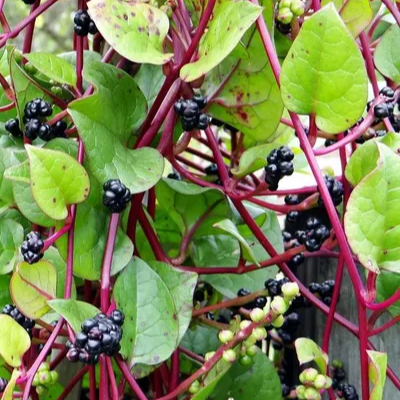 Malabar Spinach (Basella Rubra) - Seedling - LIVE PLANT