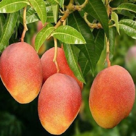 Mango 'Gedong Gincu' (Mangifera indica) - Grafted - LIVE PLANT