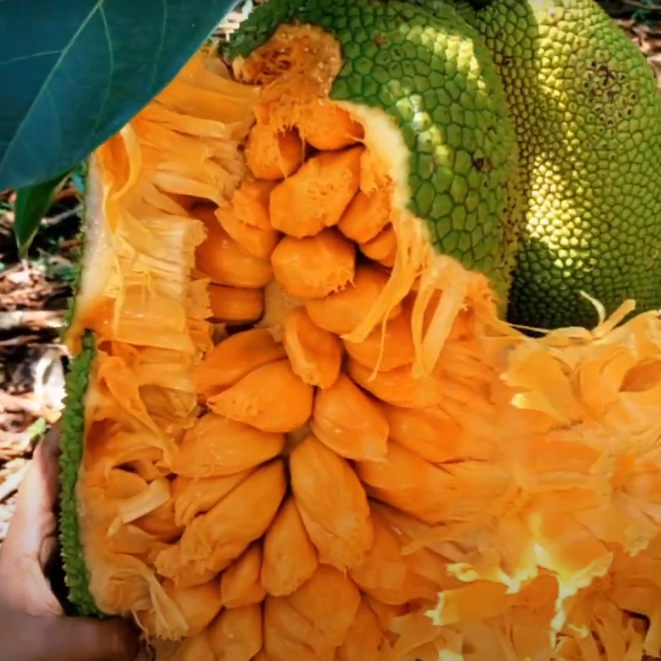 Nangadak (Chempedak, Jackfruit Hybrid) - Grafted - LIVE PLANT