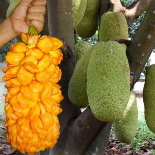 Nangadak (Chempedak, Jackfruit Hybrid) - Grafted - LIVE PLANT