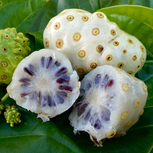 Noni (Morinda citrifolia) - Seedling - LIVE PLANT