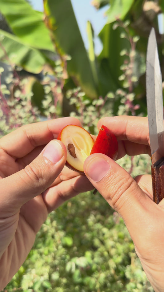 Spanish Cherry / Bullet Wood - FRESH FRUIT