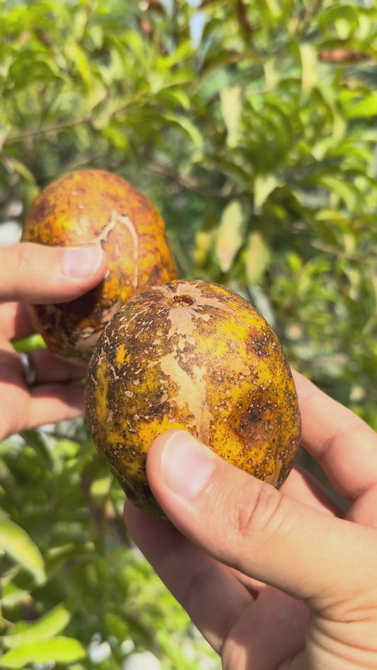 Ambarella / June Plum - FRESH FRUIT