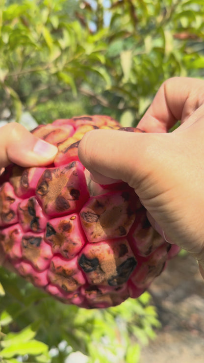 Crimson Kadsura - FRESH FRUIT