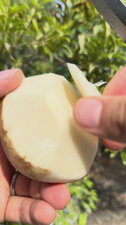 Jicama - FRESH PRODUCE