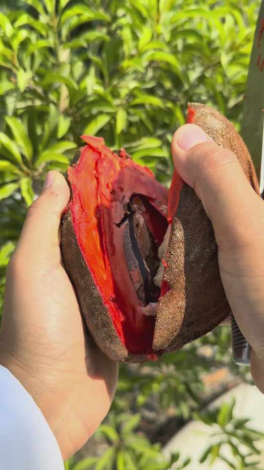 Mamey Sapote - FRESH FRUIT