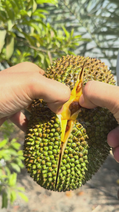 Chempedak - FRESH FRUIT