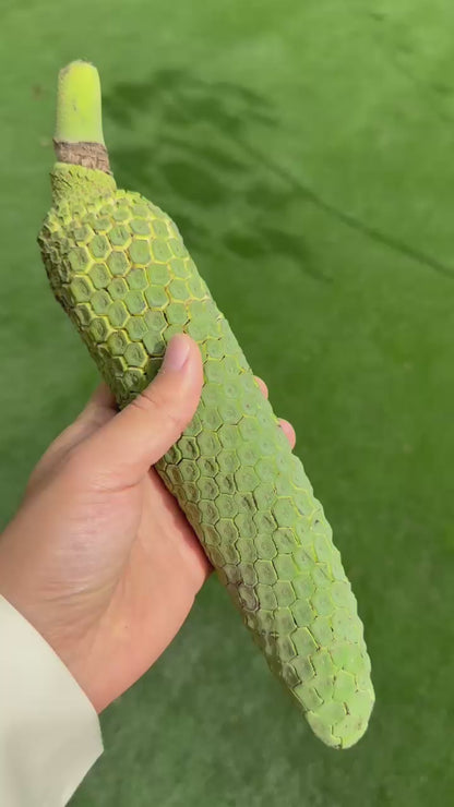 Monstera Fruit - FRESH FRUIT