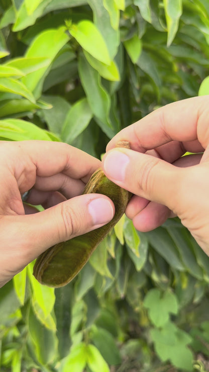 Ice Cream Bean (Inga Edulis) - FRESH FRUIT