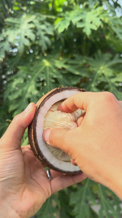 Sprouted Coconut - FRESH FRUIT