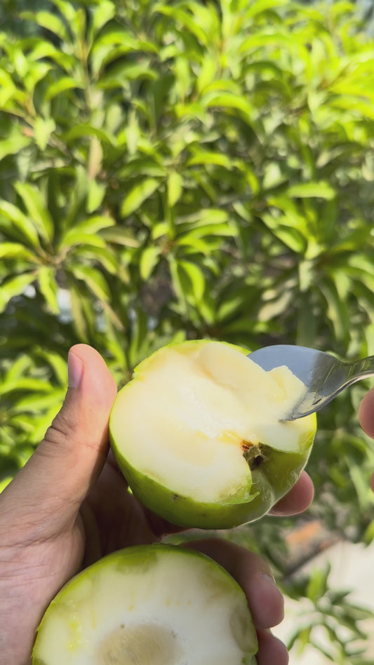 White Sapote - FRESH FRUIT