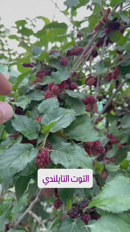 Thai Mulberry (Morus Spp.) - Air Layer - LIVE PLANT