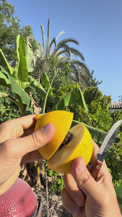 Abiu Fruit - FRESH FRUIT