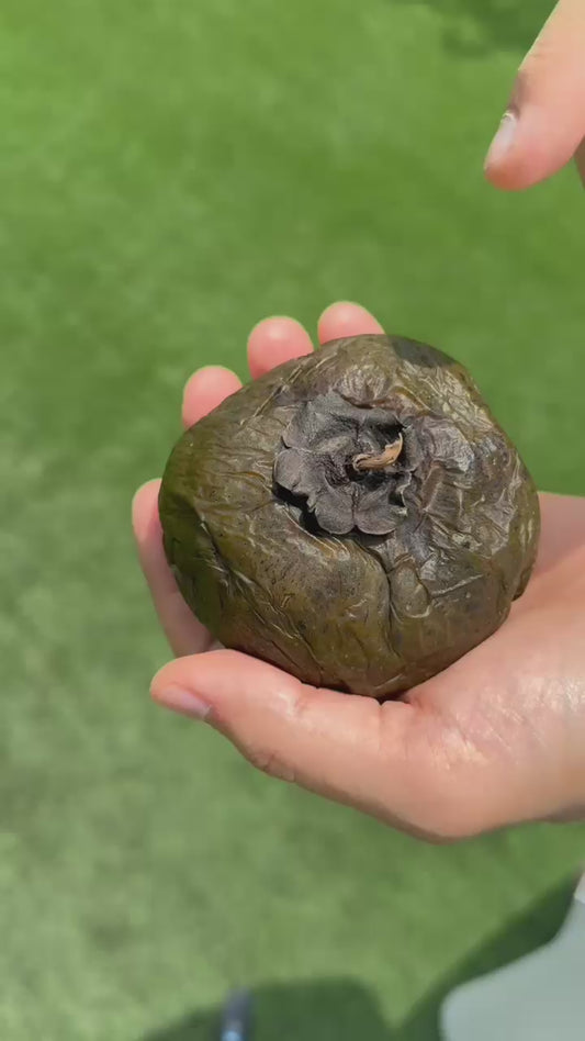 Black Sapote - FRESH FRUIT
